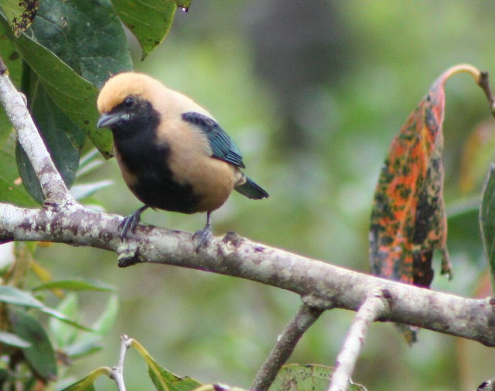 Pousada Recanto Dos Pinheiros Pilar do Sul Екстер'єр фото