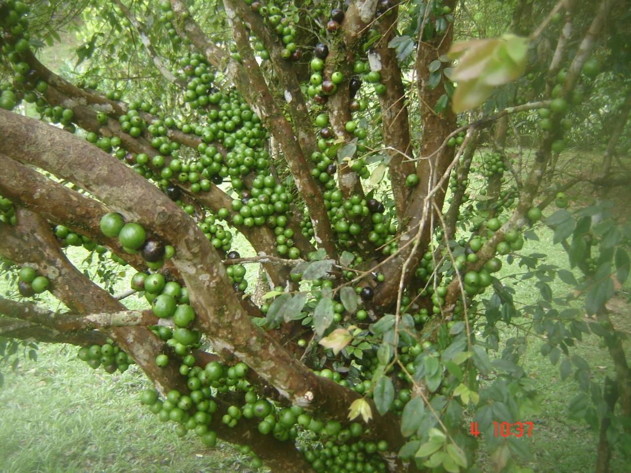 Pousada Recanto Dos Pinheiros Pilar do Sul Екстер'єр фото